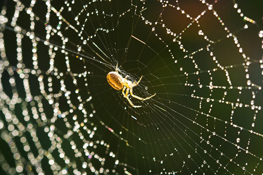 Spider Web